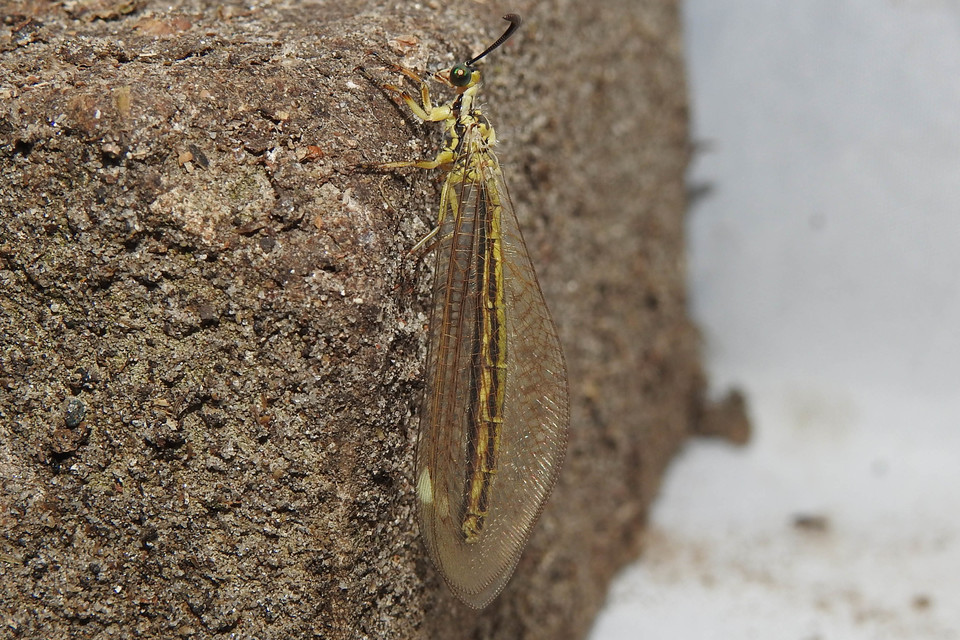 Myrmecaelurus trigrammus - hangyafarkas