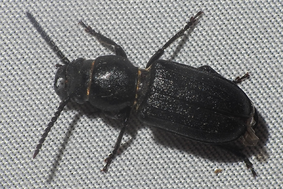 Spondylis buprestoides - erdei félcincér