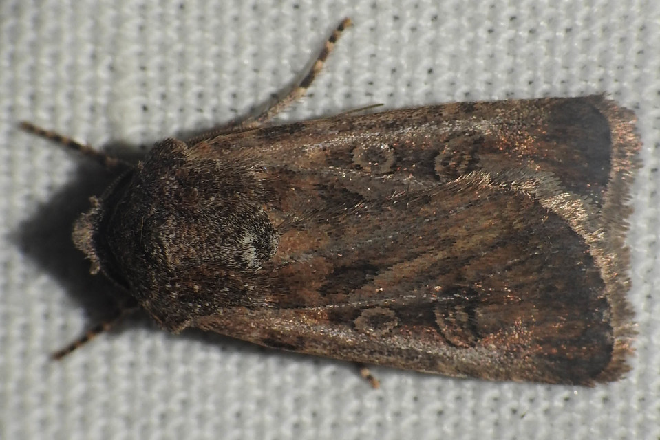 Euxoa tritici/nigrofusca/eruta