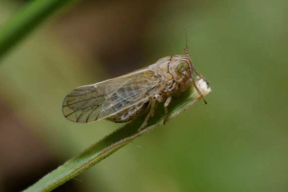 Delphacidae - sarkantyús kabócák