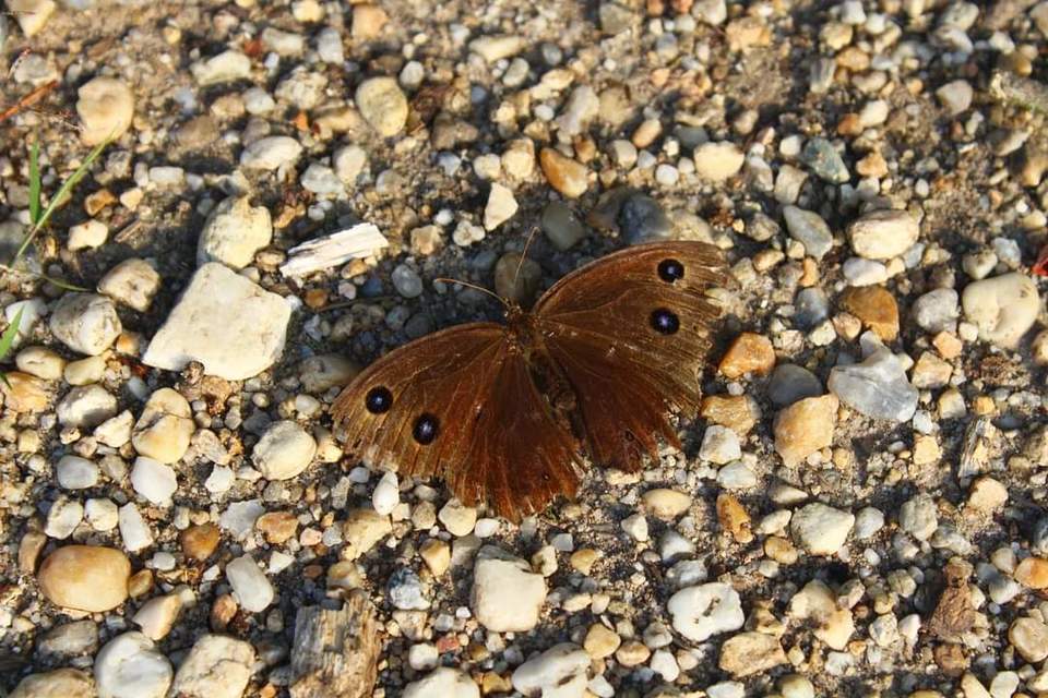 Minois dryas - fekete szemeslepke
