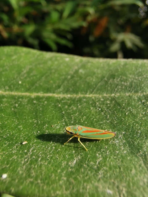 Graphocephala fennahi - rododendron-kabóca