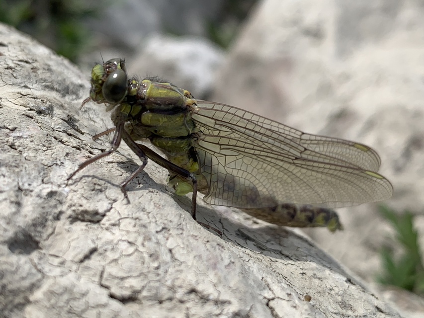 Gomphus vulgatissimus - feketelábú folyami-szitakötő