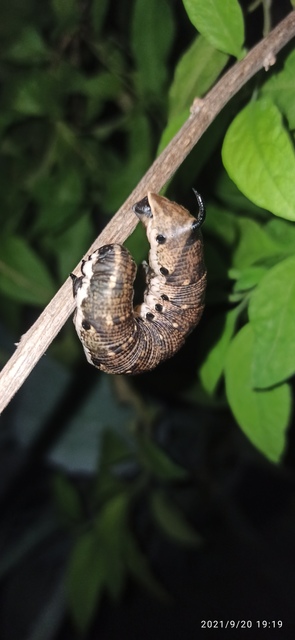 Agrius convolvuli - szulákszender
