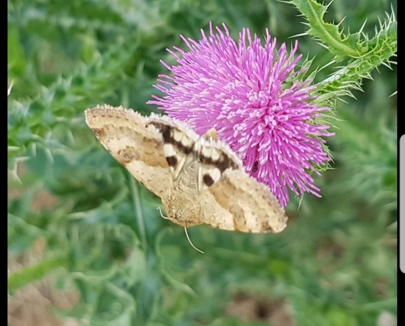 Heliothis viriplaca - mácsonyabagoly