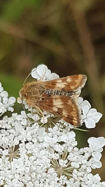 Schinia cardui - keserűgyökér-nappalibagoly
