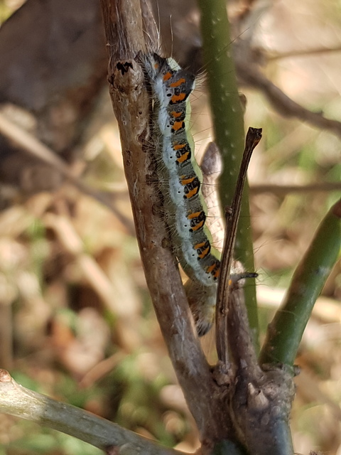 Acronicta psi - pszi-betűs szigonyosbagoly