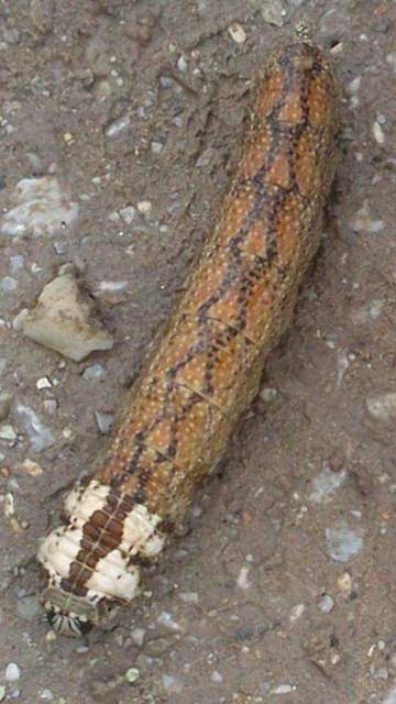 Acherontia atropos - halálfejes lepke