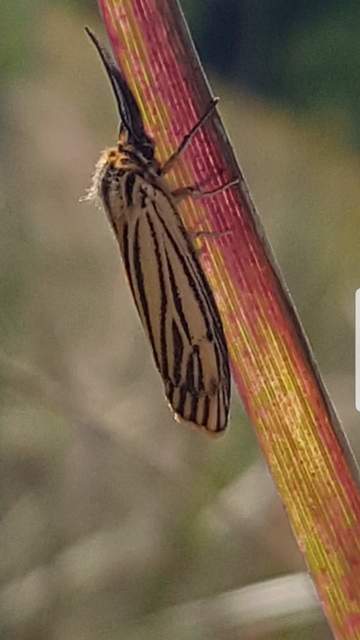 Spiris striata - csíkos molyszövő