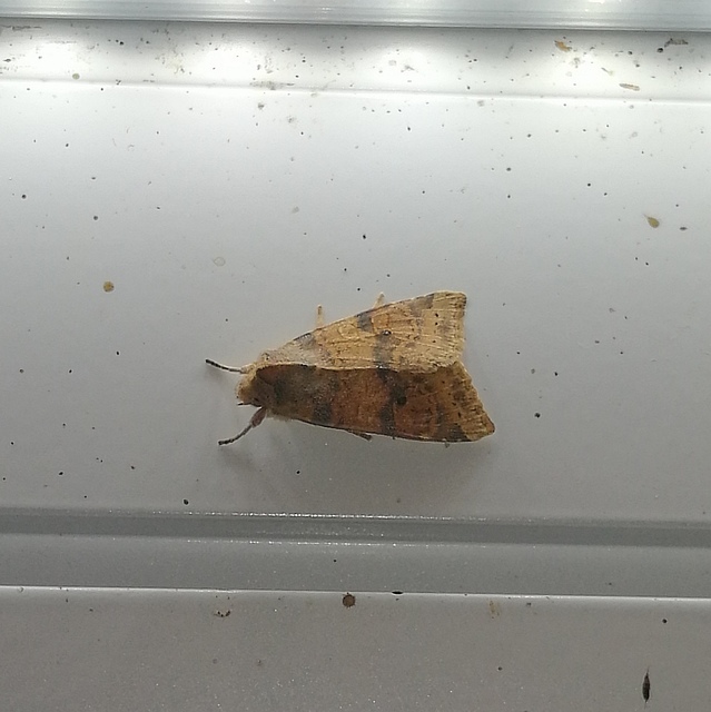 Cirrhia ocellaris - fakó sárgabagoly