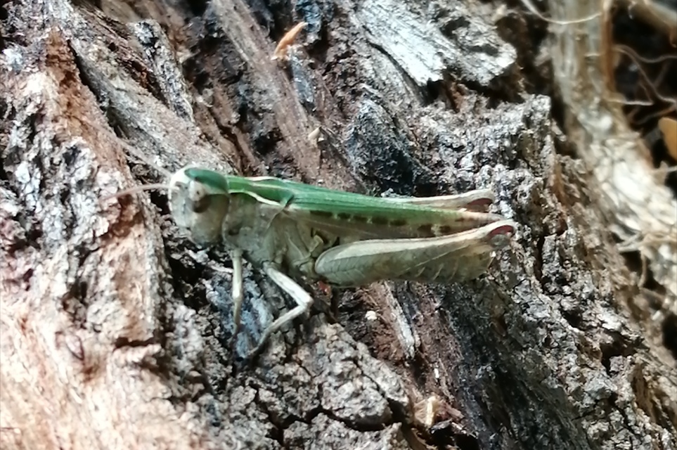 Omocestus rufipes - vöröshasú tarlósáska