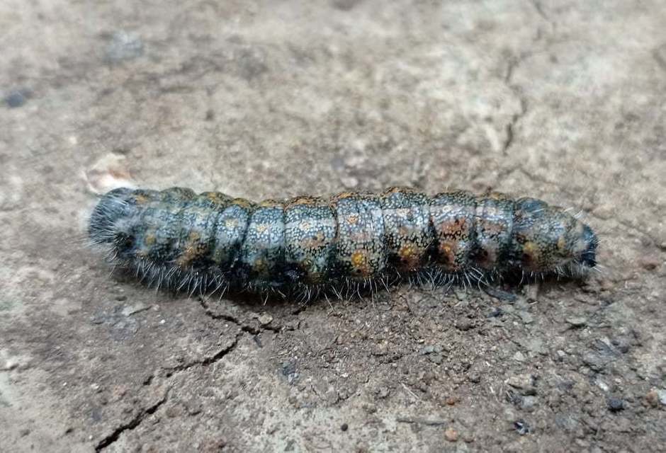 Phalera bucephaloides - magyar púposszövő
