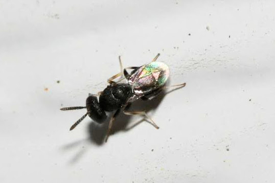 Pteromalidae - sugaras fémfürkészek