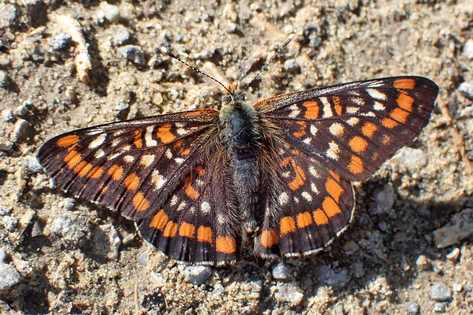 Euphydryas maturna - díszes tarkalepke
