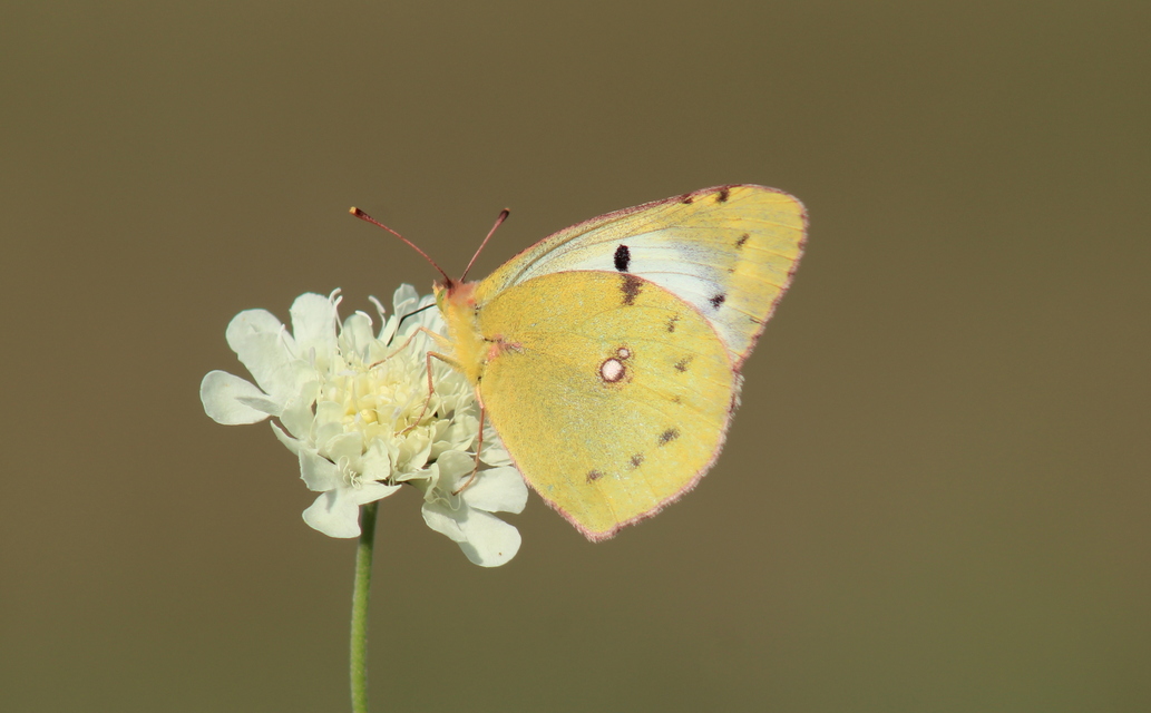 Colias alfacariensis - déli kéneslepke
