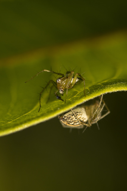 Oxyopes lineatus