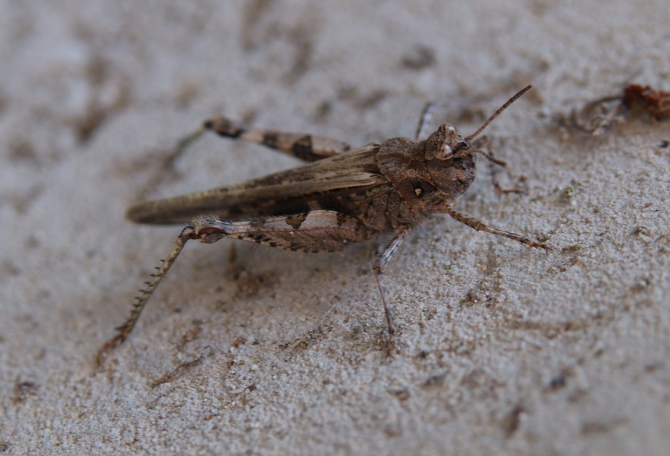 Acrotylus insubricus - önbeásósáska