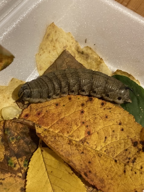 Agrius convolvuli - szulákszender