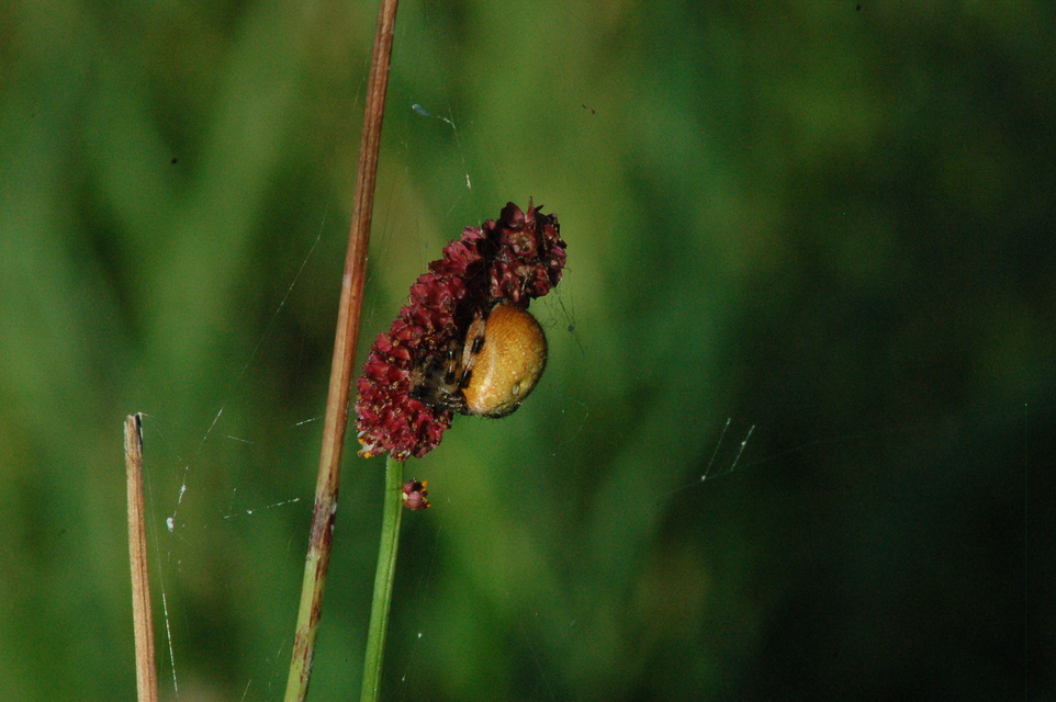 Araneus quadratus - négyes keresztespók