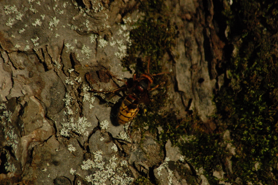 Vespa crabro - lódarázs