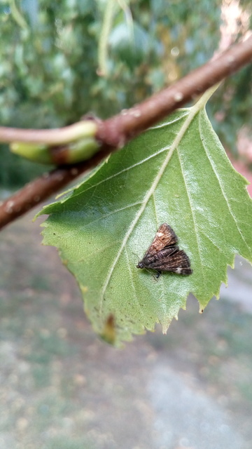 Heliothela wulfeniana - fényes kormosmoly