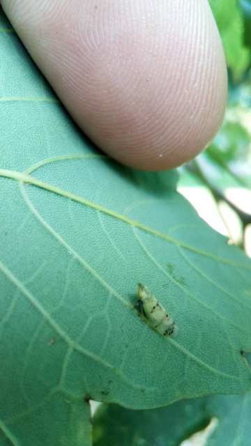Japananus hyalinus