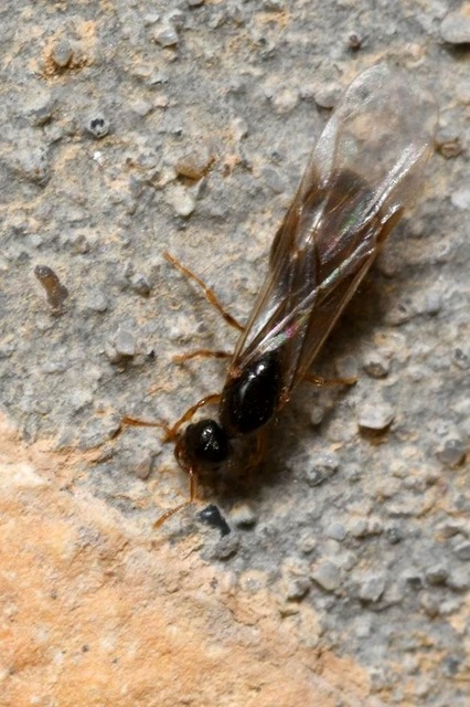 Solenopsis fugax - tolvajhangya