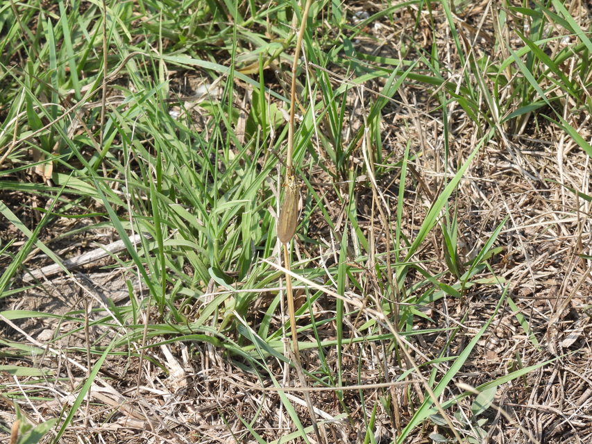 Myrmecaelurus trigrammus - hangyafarkas