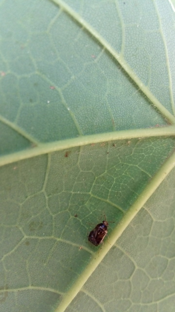 Deraeocoris lutescens - sárgás mezeipoloska