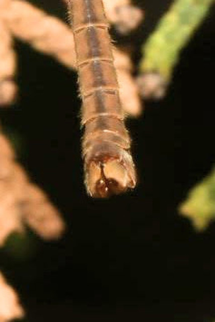Tipula