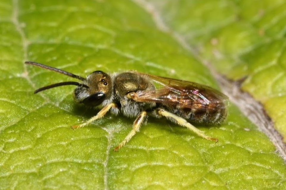 Halictus