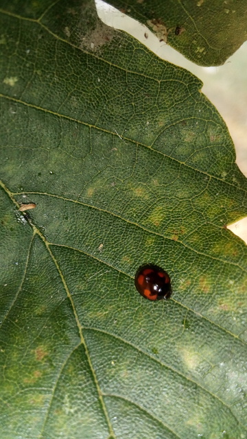 Exochomus quadripustulatus - négyfoltos szerecsenkata