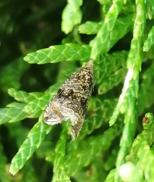 Celypha lacunana - vízparti tükrösmoly