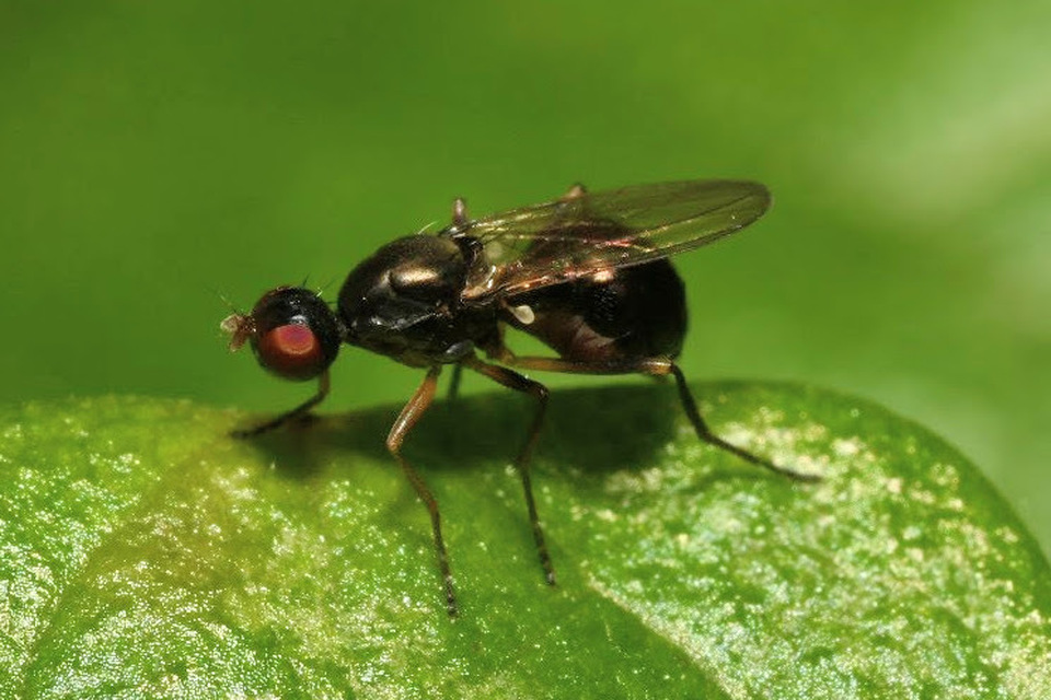 Nemopoda nitidula