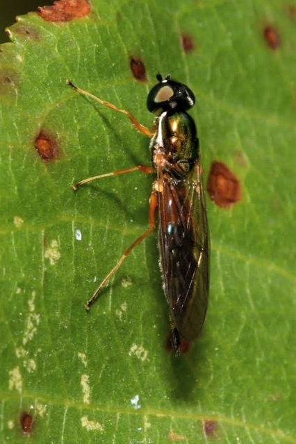 Sargus bipunctatus - kétpettyes fémeslégy