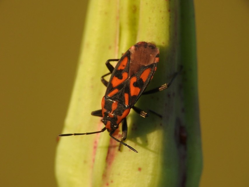Spilostethus saxatilis - virágbodobács