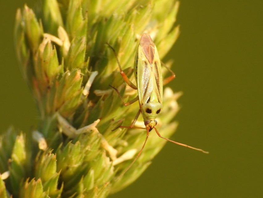 Stenotus binotatus - kétfoltos mezeipoloska