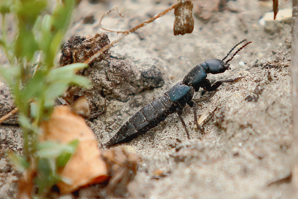 Ocypus ophthalmicus - kék holyva