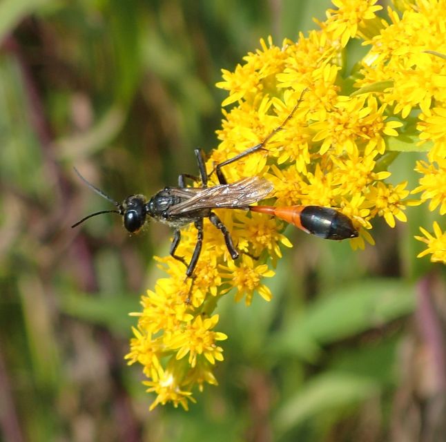 Ammophila sabulosa - homoki hernyóölődarázs