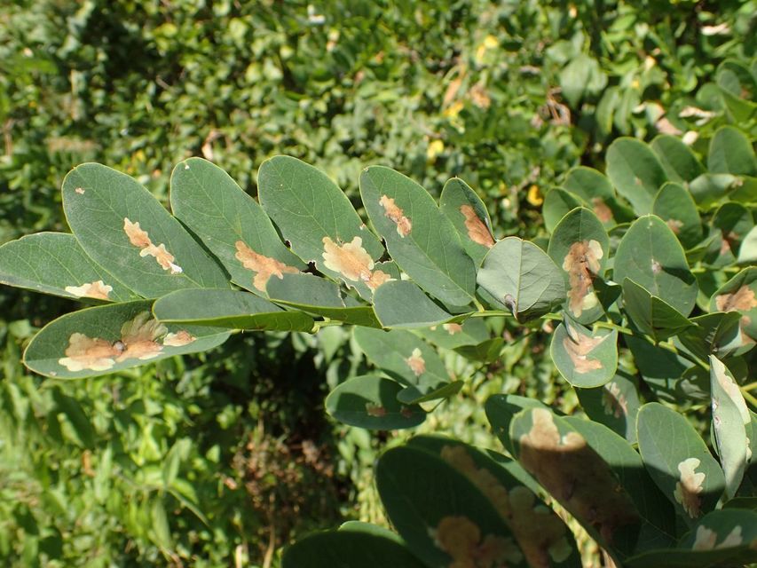 Parectopa robiniella - akáclevél-hólyagosmoly