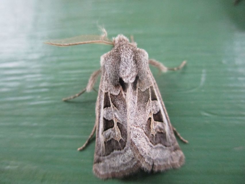 Episema glaucina - fogasjegyű liliombagoly