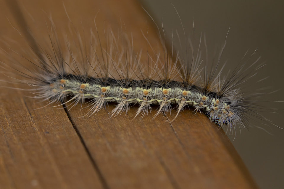 Hyphantria cunea - amerikai fehér medvelepke