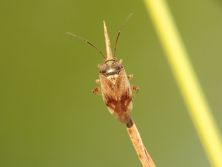 Lygus rugulipennis - molyhos mezeipoloska