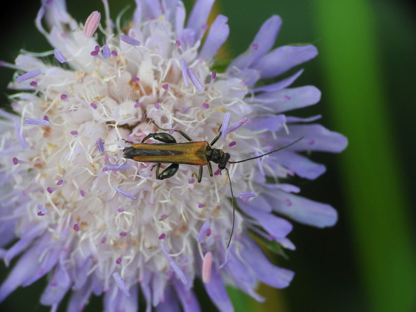 Oedemera femorata - sárgahátú álcincér