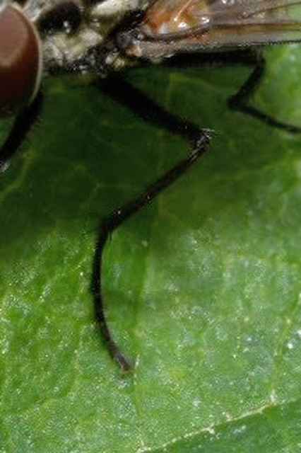 Graphomya