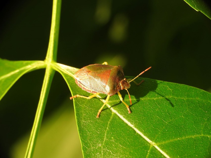 Palomena prasina - zöld bogyómászó-poloska Palomena prasina - zöld bogyómászó-poloska