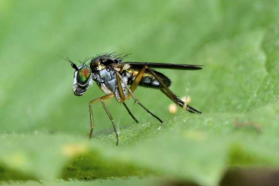 Dolichopodidae - szúnyoglábú legyek