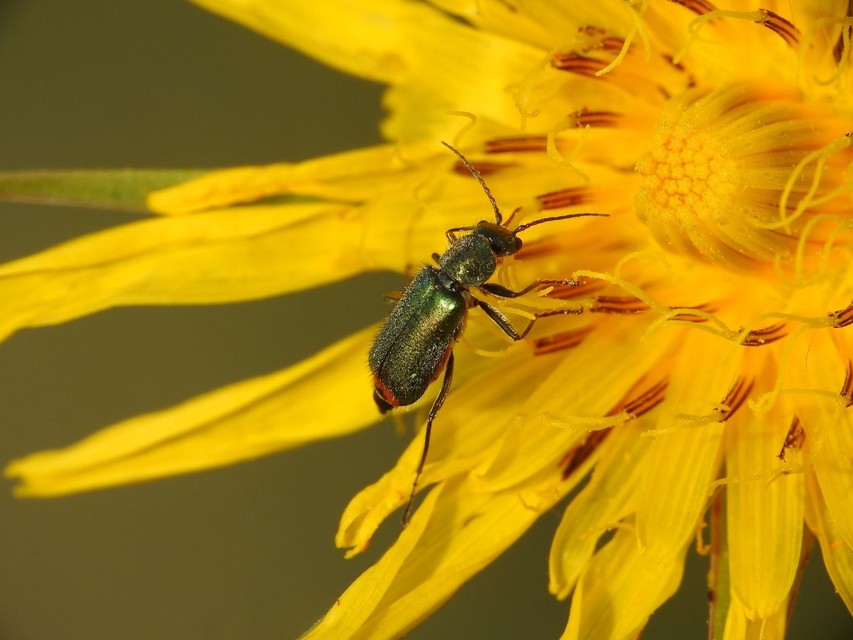 Clanoptilus