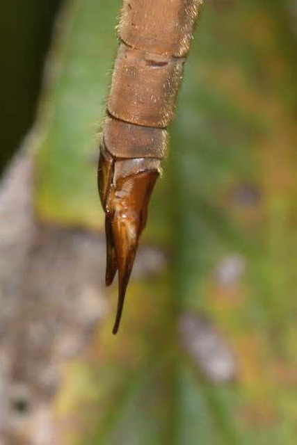 Tipula