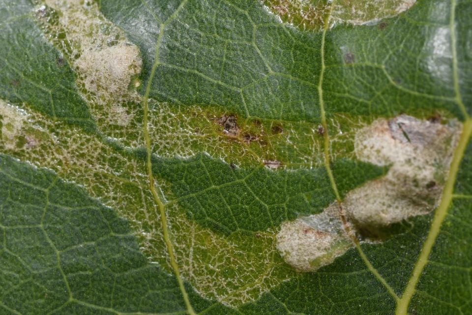 Phyllocnistis unipunctella - kígyóaknás feketenyármoly